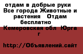 отдам в добрые руки - Все города Животные и растения » Отдам бесплатно   . Кемеровская обл.,Юрга г.